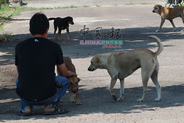 林坤发在放养狗狗的地段，狗狗见到他都趋近他。