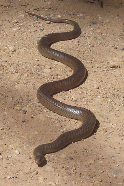 东部棕蛇被称为是世界上第二毒的蛇。