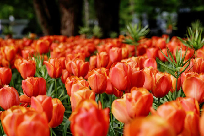 郁金香是荷兰的象征。