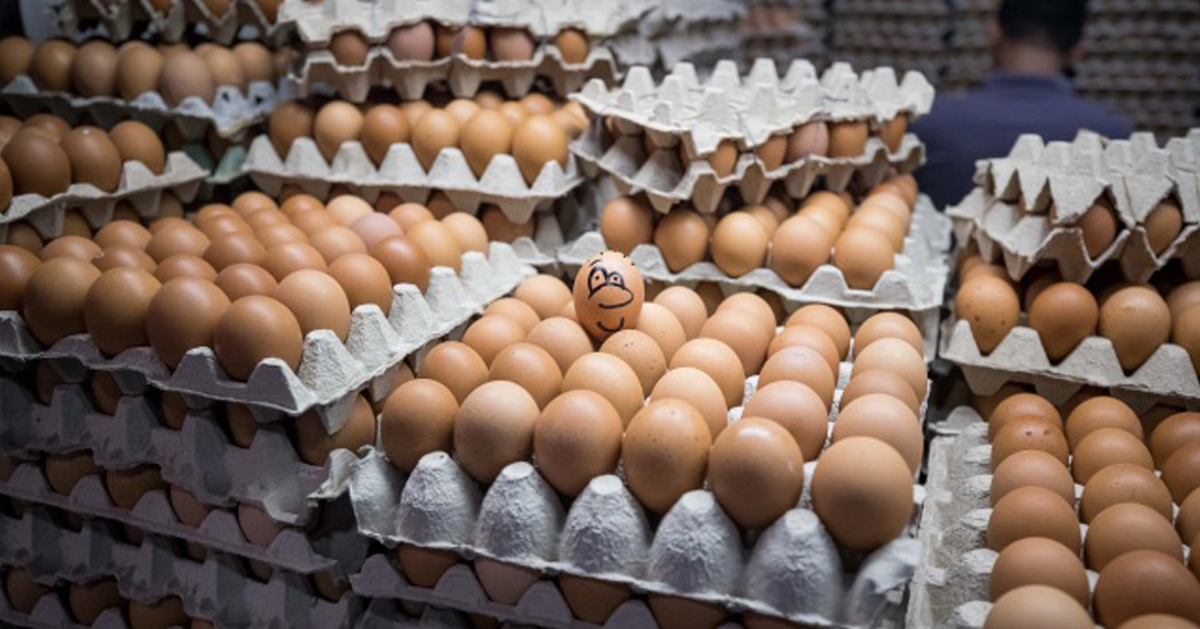 全美最大鸡蛋生产商表示，一打鸡蛋的平均价格，在一年之内下降约30%。（欧新社）