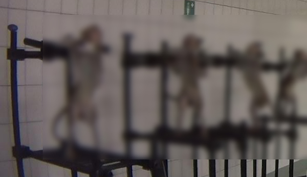 用于测试的狝猴被成排地绑在墙上的金属支架上，胸前贴着数字标签，等待实验。