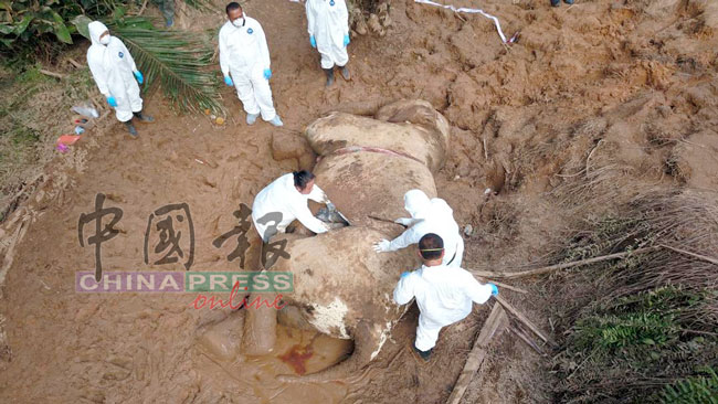 野生动物局官员在沙巴东海岸的油棕园，再发现一头野象被猎杀，象牙也被锯走。