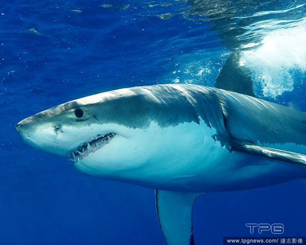 法国女游客南太平洋遭鲨鱼袭击，双手被扯下。图为鲨鱼示意图，非当事鲨。
