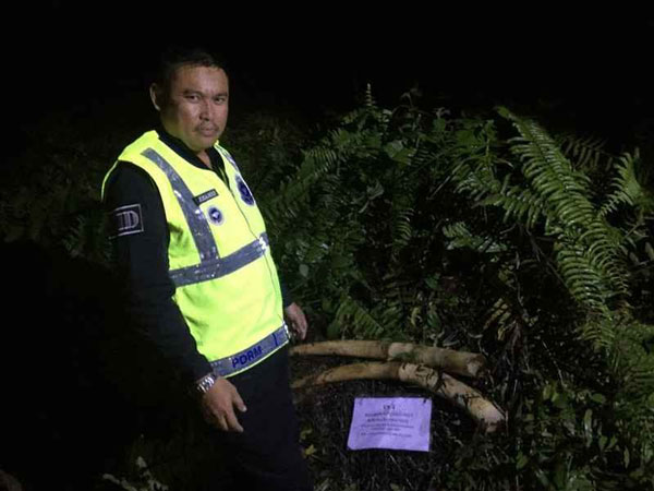 比鲁兰警方在接到园丘经理及当地民众的投报后，在发现小矮象尸体不远处的草丛内，搜获被锯走的象牙。
