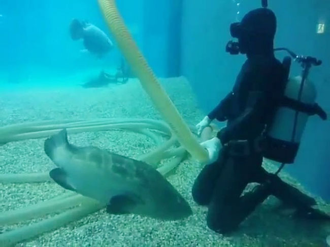 石斑鱼见潜水员正忙，乖乖地挨在他身旁等候。