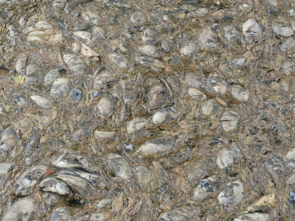 大量鱼尸令人望而生畏。