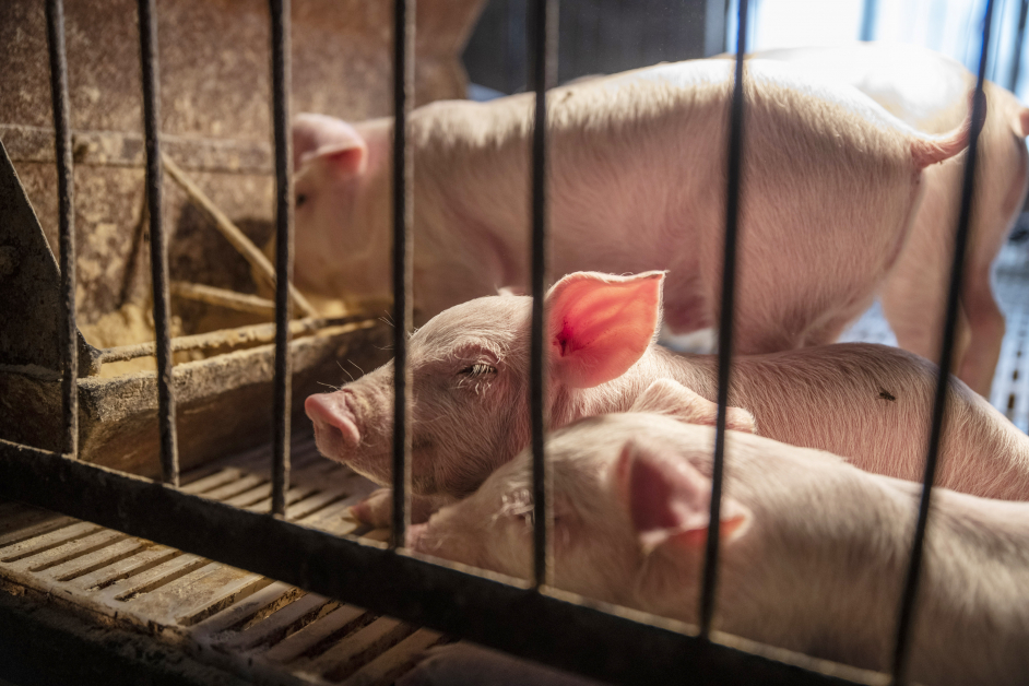 中国面临猪肉短缺问题，价格相较于1年前飙涨69.3%。（图取自于彭博社）