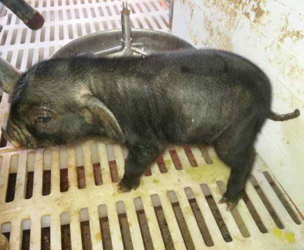四川首批体细胞复制地方猪在巴中诞生。