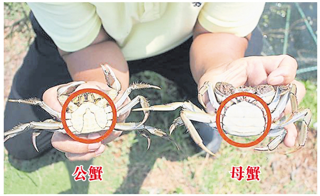 公蟹的“腹甲”呈尖长形、母蟹则呈半圆形。 