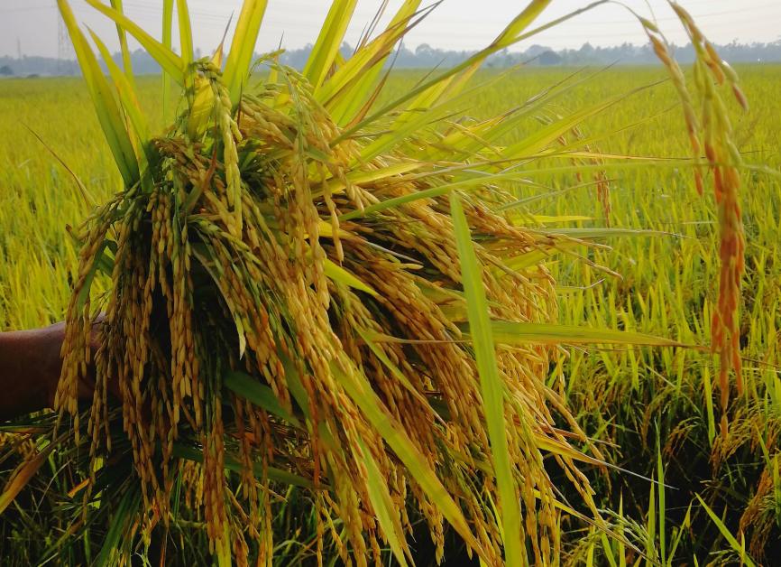 种植了105天后，稻米已成熟，可以开始收割了。