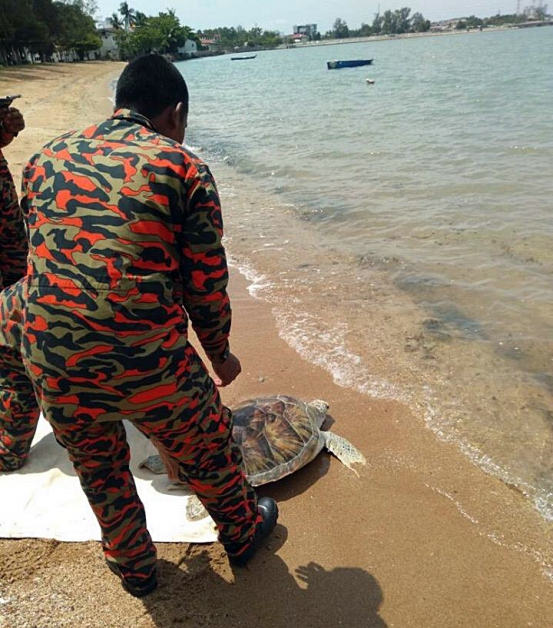 海龟经诊断健康后，被消拯员放到丹绒哥莫海滩，让其回归自然。