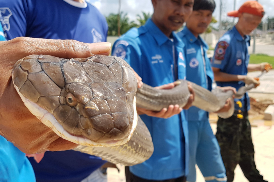 泰国的救难人员徒手抓捕一条4公尺长的眼镜王蛇。