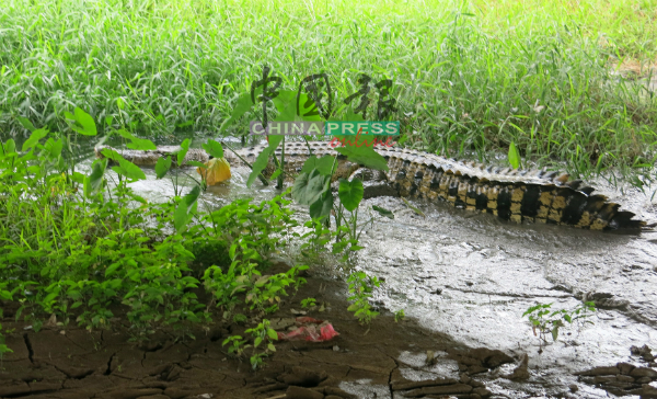《中国报》记者于今年8月22日，在玛琳运河位于浮罗加东处拍到一条鳄鱼。