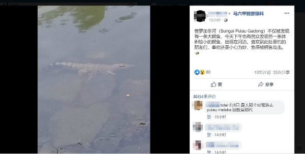 网民在面子书上分享于玛琳运河靠近浮罗加东处，拍摄到鳄鱼的照片。