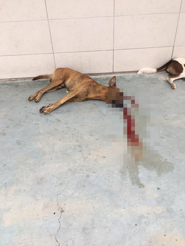 3只疑被毒殺的流浪狗橫屍路旁和五腳基，全都血流如注，死狀恐怖。