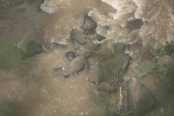 6头大象死在瀑布下方。