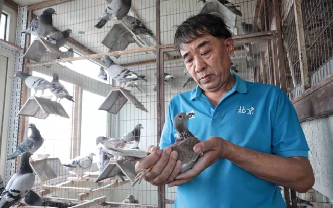 “十一”放飞7万只和平鸽顺利落幕，各自飞回家中。图为金茂与他饲养的鸽子。（新京报）