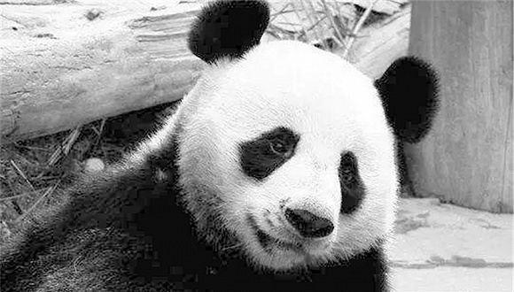 熊猫“创创”