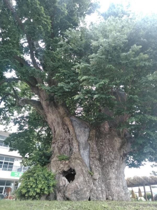 日本山梨县一株树龄超过千年的神木原貌。