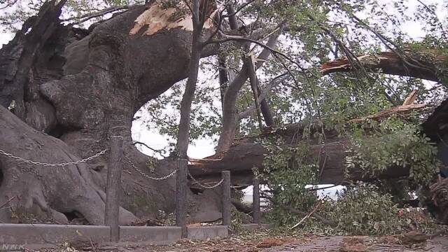 神木抵挡不住海贝思袭击，惨被暴风吹断直径1公尺的树干。
