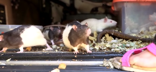 2只宠物鼠竟然变成300只，在面包车里爬来爬去。