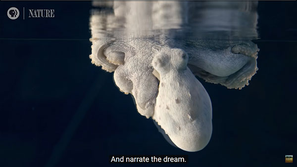 八爪鱼海蒂睡觉也会做梦，而且身体会随着梦境而变化色彩。