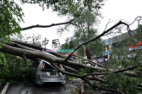 一场暴风雨，造成世纪花园路口处旁一大树倒下，击中一辆第二国产车Alza休旅车，所幸没有酿成人命伤亡。