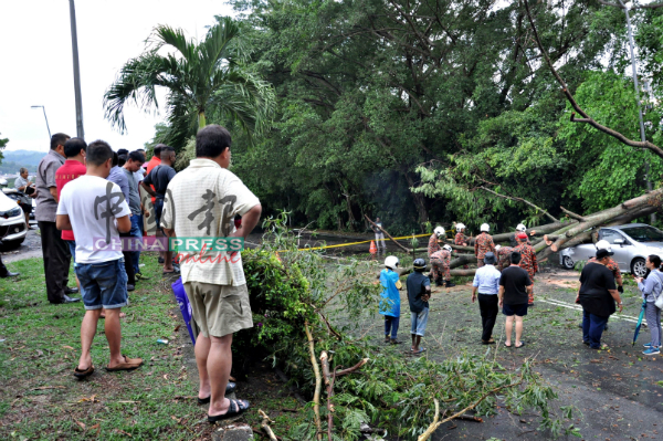 大树倒下意外，吸引许多民众围观。