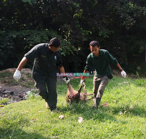 野生动物保护局官员将射死的山猪，抬出树林。