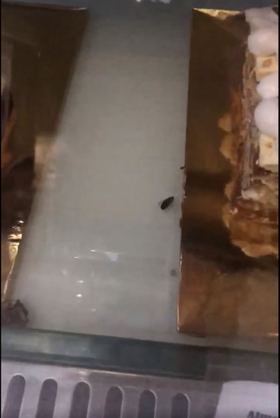 网民发现蛋糕展示橱柜内有蟑螂在爬行，卫生问题堪忧。
