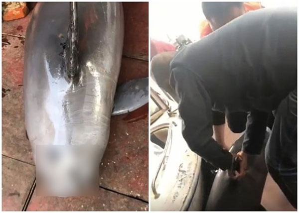 生态保护协会人员捞起江豚尸体。