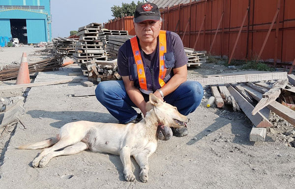 台湾动物紧急救援小组大队长倪兆成与多位志工赶往现场营救，虽然伤犬怕人，还好个性温和，救援过程尚称顺利。