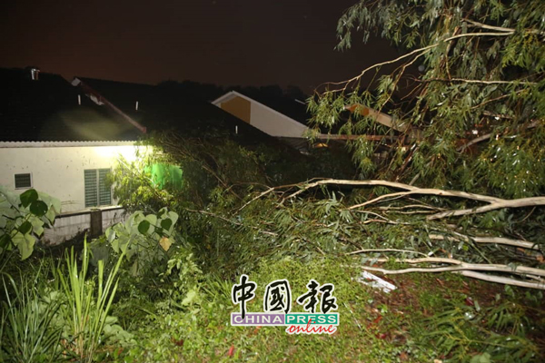 许多树干及树枝倒下，击中屋子后部。
