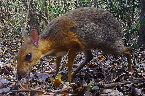 科学家在越南南部一片森林中，拍摄到类似鹿的稀有物种“银背鼷鹿”，为近30年来首见。（法新社）
