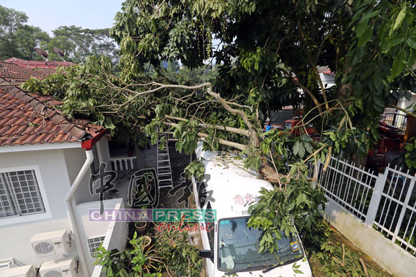 “曙光之家”宿舍前的大树，在大风雨中树干倒下，击中客货车及屋顶排水道。