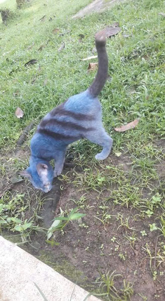 一只疑是流浪猫被发现身上的毛发被染上蓝色。