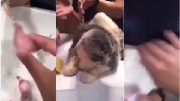 兽医诊所护士玩弄宠物被割下的睾丸的视频截图。