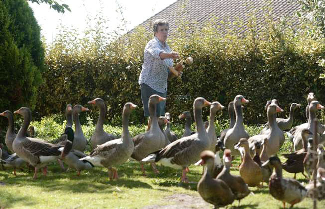 法国一名小农场主人因为养鸭制造噪音，引发邻居状告法院，但法院判决鸭子主人胜诉。