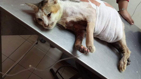 母猫相信被送往兽医处治疗。