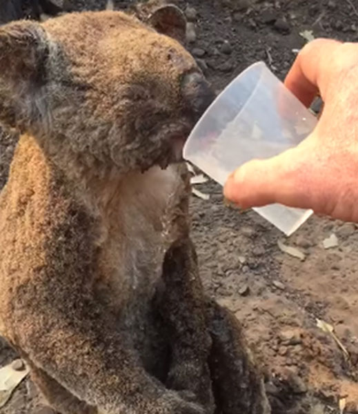 在新南威尔斯林火中获救的树熊，喝水解渴。