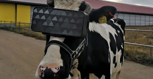 俄农场让乳牛戴VR眼镜  舒缓焦虑提高奶量