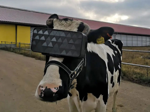 农场内其中一只戴上VR眼镜的乳牛。