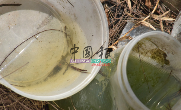不少积水的塑胶瓶，成为蚊虫滋生温床。
