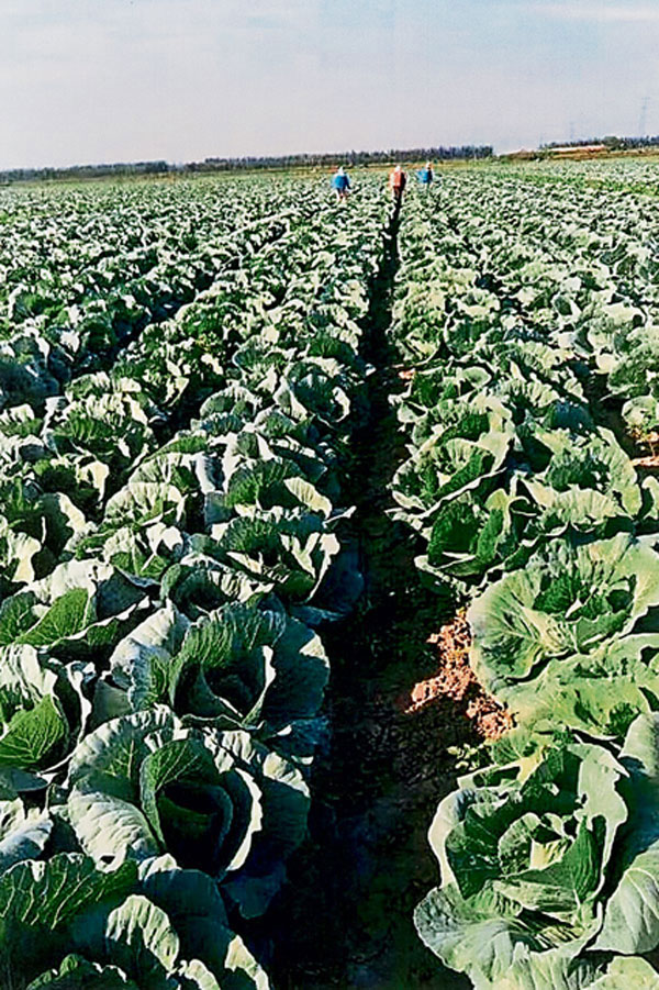 郑明发在中国的包菜农地，每个月其公司所出口的蔬菜共有约400个货柜，接近1万吨的重量。