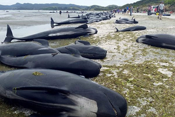 船艇的螺旋桨运转声可对鲸类的声纳传播造成干扰，并因此导致迷失方向的鲸群大规模搁浅。图为2017年2月，几百头领航鲸在纽西兰的海滩搁浅后死亡。（档案照）