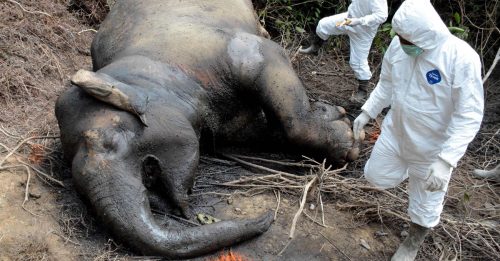 象牙盗猎猖獗 印尼苏门答腊象惨死