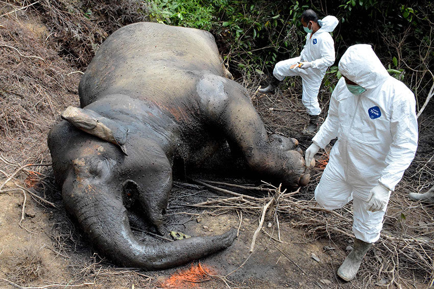 印尼亚齐东部的实马纳再也村一头25岁母象，周四被亚齐动物保育局的兽医发现卧尸在油棕园，死因是中毒而死。（法新社）