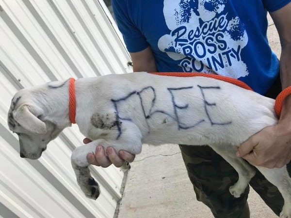 狗狗身上大大写着“FREE”，令人心痛。