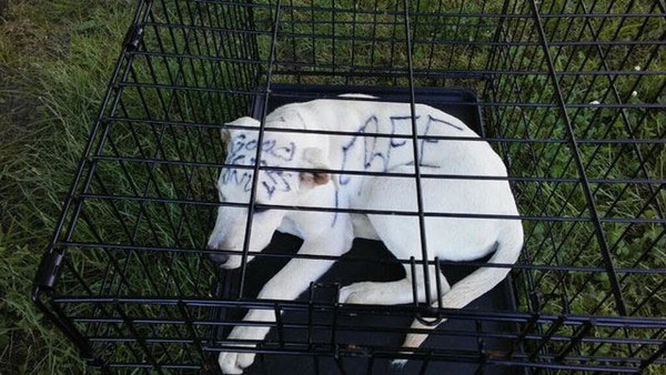 狗狗刚被发现时，被关在铁笼里，身上写着惊心的“FREE”。