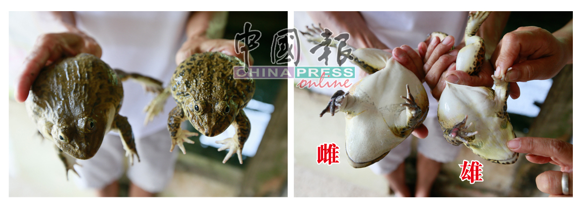 少量繁殖泰国牛蛙作为鱼饵用途。泰蛙价钱较便宜，且两个礼拜就“上脚”（长脚），但肉质较硬，宰杀后肉可看到黑色的筋，泰蛙身体较短，肉较多。泰国在泥池饲养泰蛙，雌泰蛙体形较壮硕，雄泰蛙背面嘴角边有青绿色的圆点。